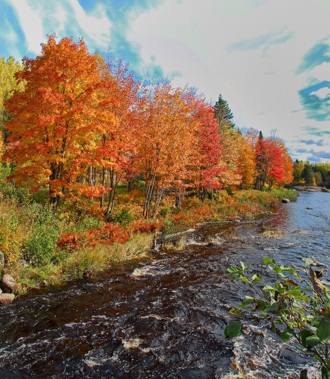 trees with autumn colors along a stream