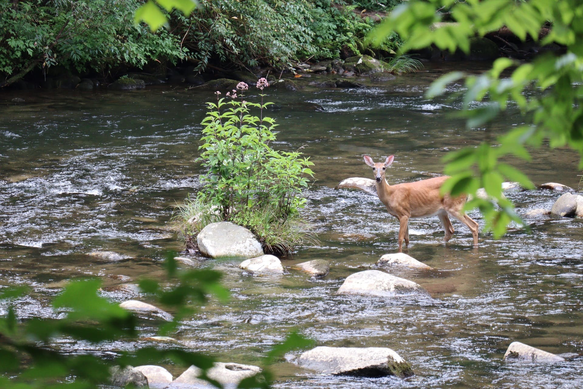 A serene scene of a deer in a river with rocks and trees.
