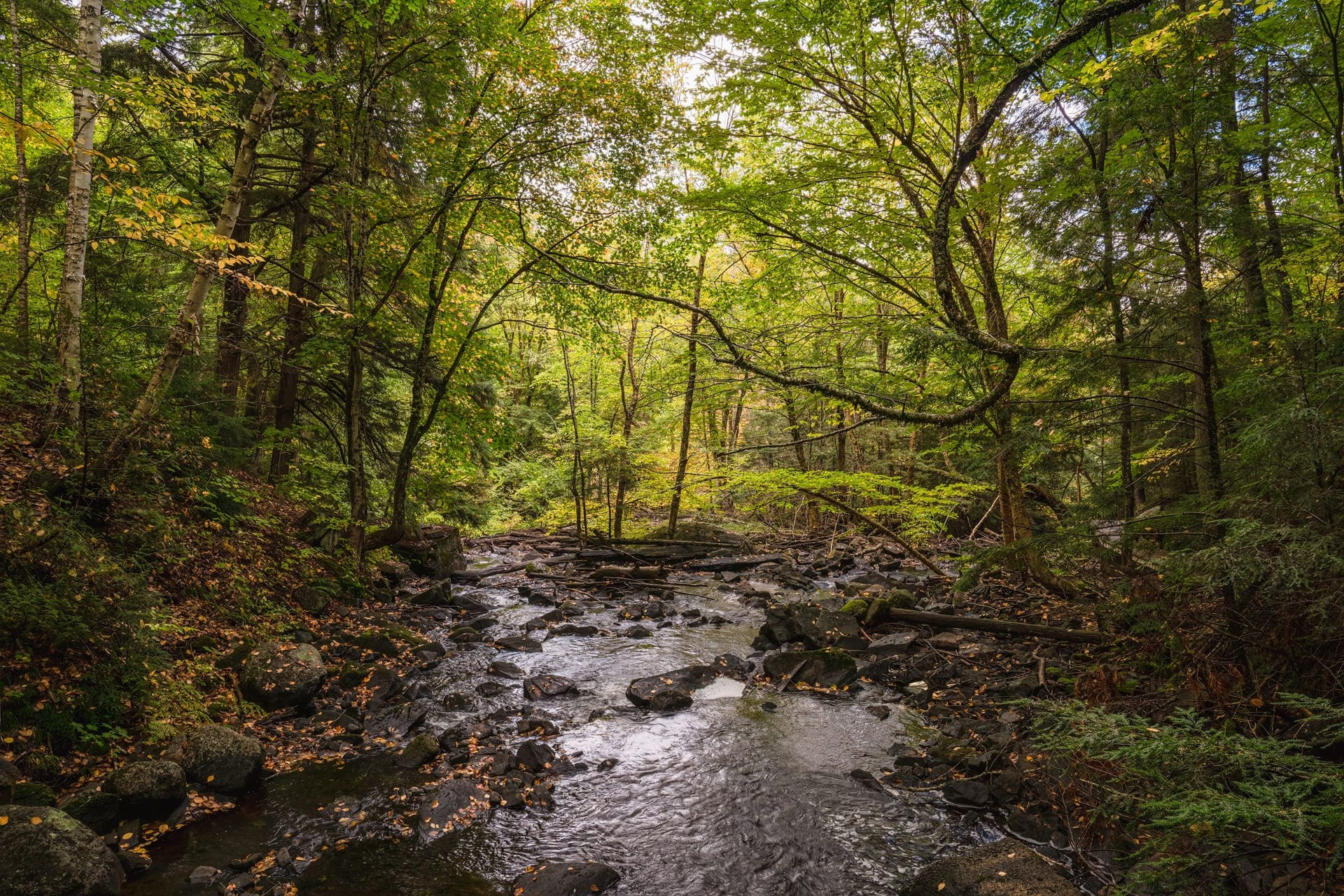 Peaceful creek meandering amidst autumn trees.