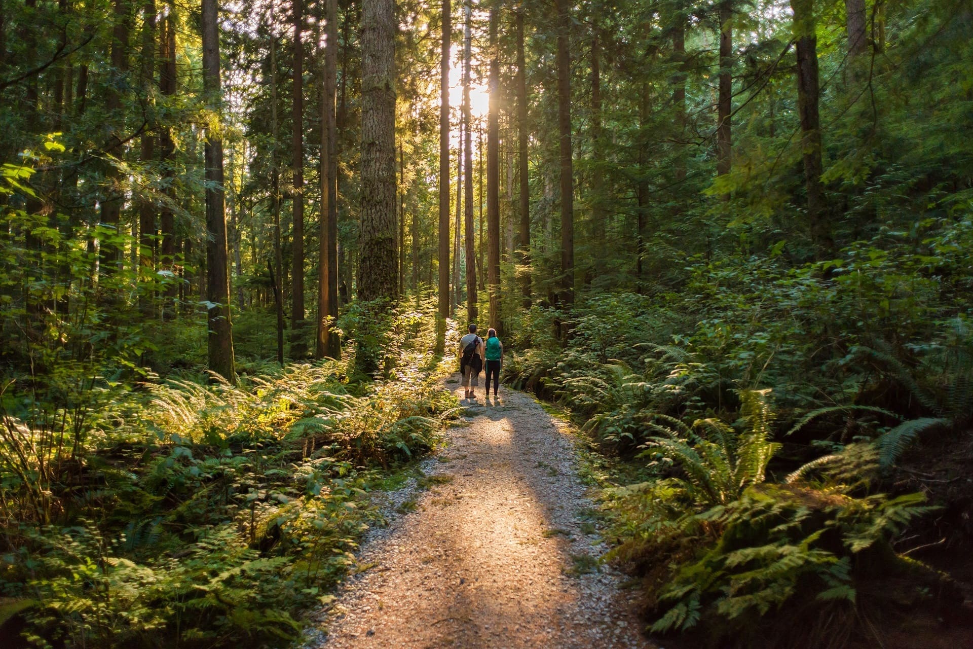 Two individuals strolling along a forest trail surrounded by tall trees and lush greenery.